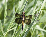 Widow Skimmer 2716